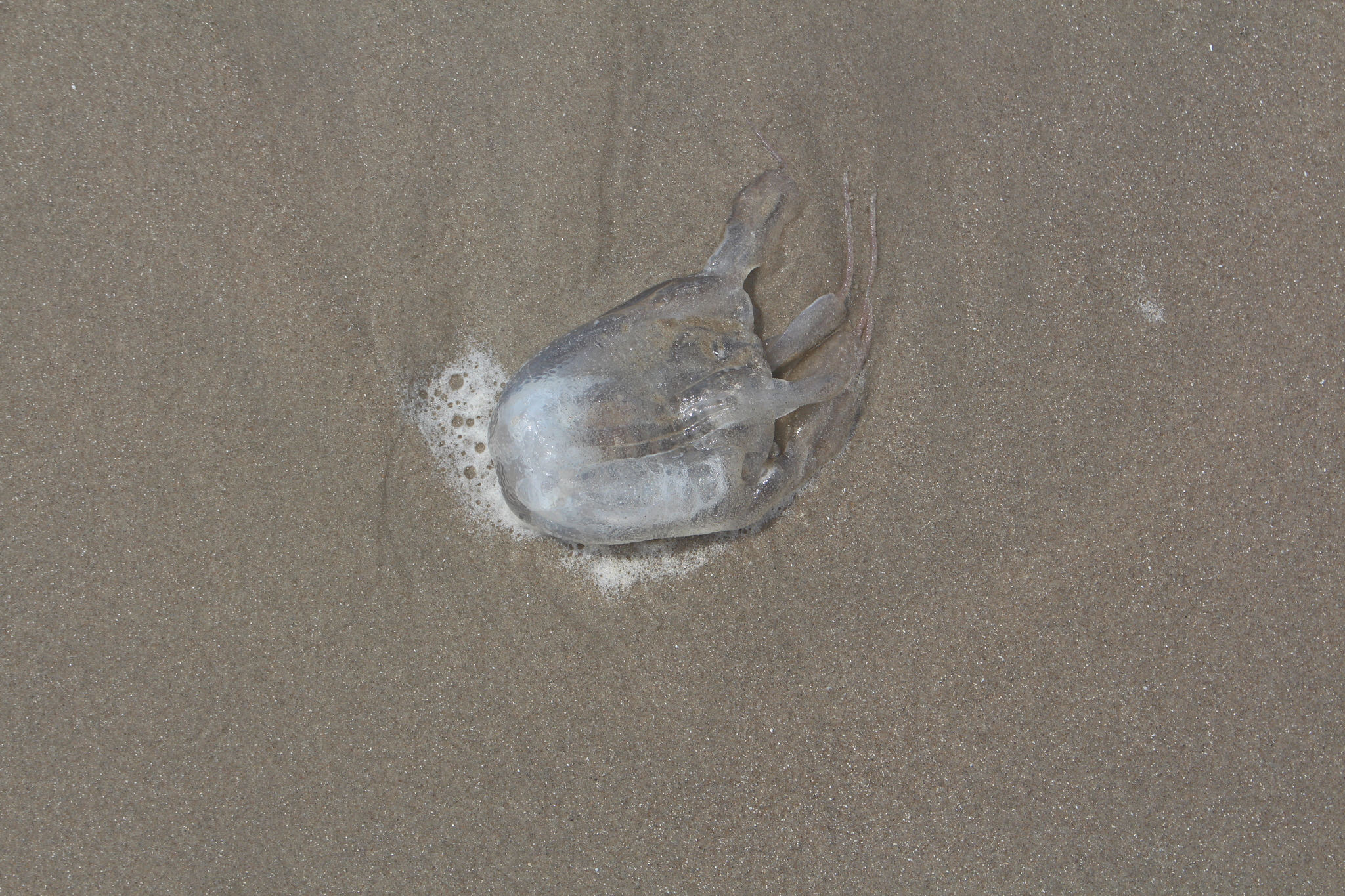 Tamoya haplonema F.Müller, 1859