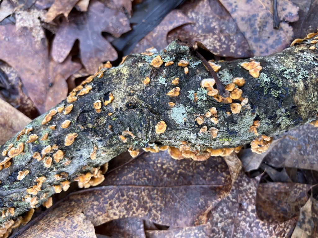 Stereum complicatum · February 2026 · photo: © preventthetoast (iNaturalist, cc-by)