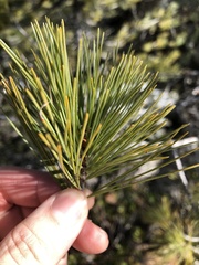 Pinus monticola