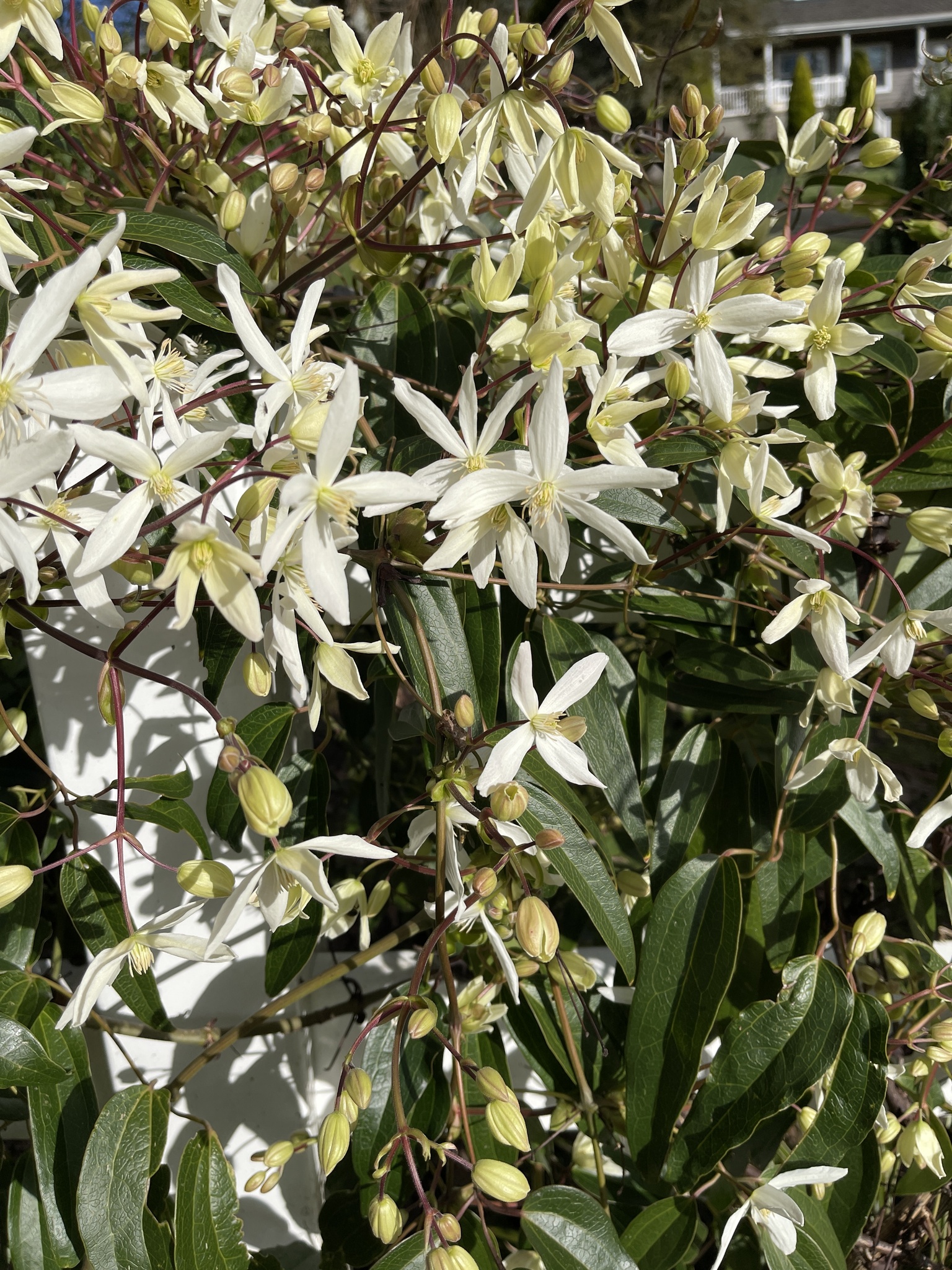 Armand clematis