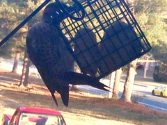 Colaptes auratus auratus