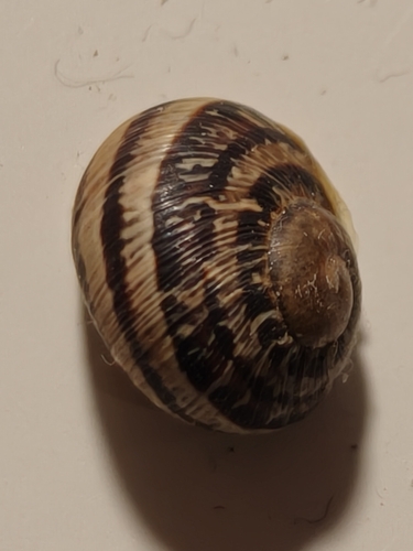 Cornu aspersum