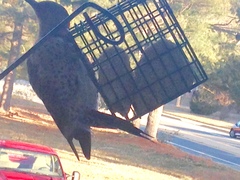 Colaptes auratus auratus