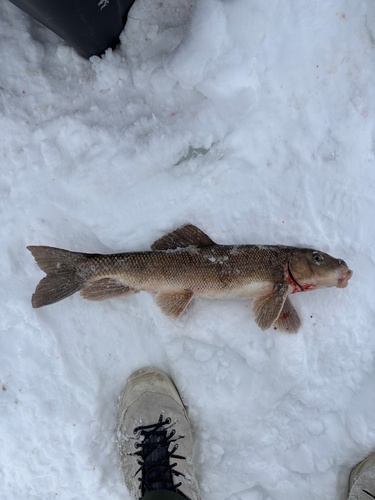 White Sucker