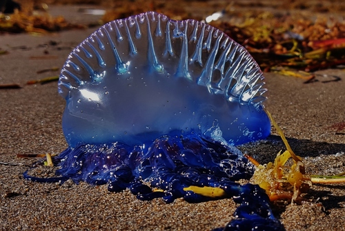 Portuguese Man o' War, photo 7 of 7