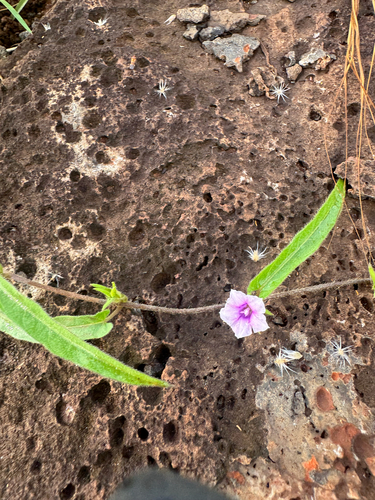 Ipomoea eriocarpa iNat (2)