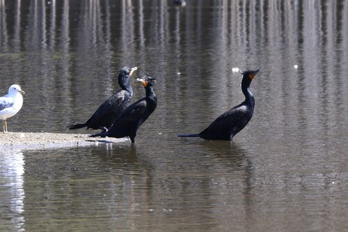 Double-crested Cormorant