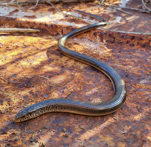 Eastern Glass Lizard observed by dodomae98
