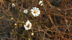 Symphyotrichum moranense