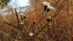 Symphyotrichum moranense