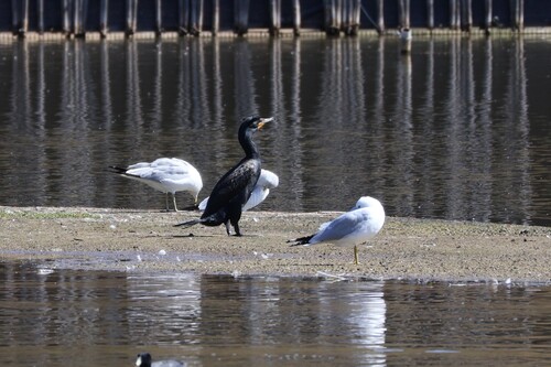 Double-crested Cormorant