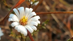 Symphyotrichum moranense