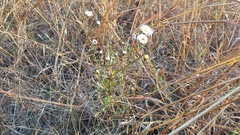 Symphyotrichum moranense
