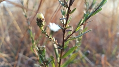 Symphyotrichum moranense