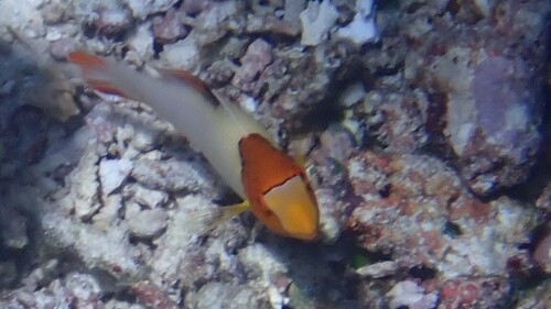Spotted Parrotfish (Cetoscarus ocellatus)