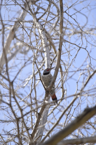 Northern Flicker