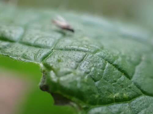 iNaturalist observation photo of Insects