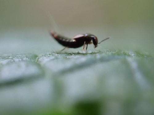 iNaturalist observation photo of Sepedophilus