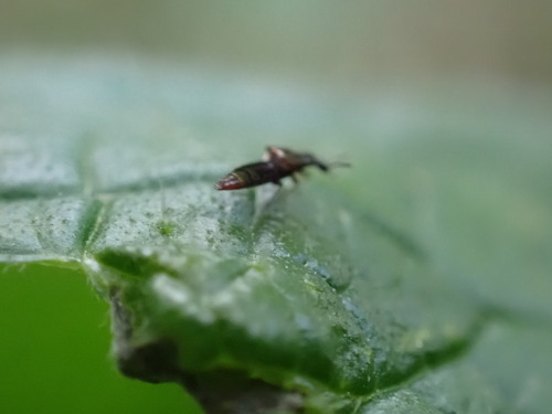 iNaturalist observation photo of Hypocyphtini