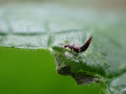 iNaturalist observation photo of Rove Beetles