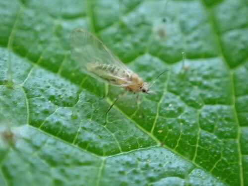 iNaturalist observation photo of Peppertree Psyllid