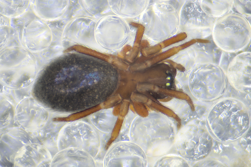 Tiso vagans