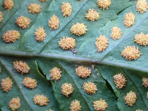 iNaturalist observation photo of Nested Polypody