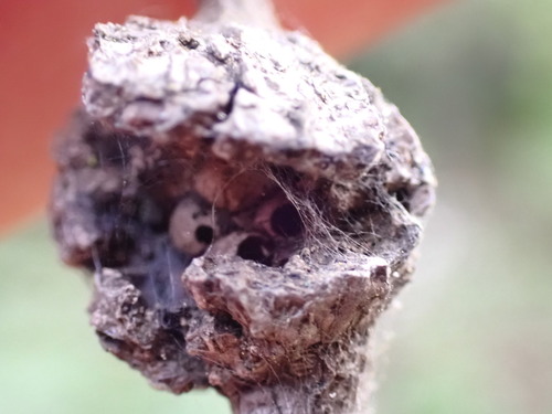 iNaturalist observation photo of Split Twig Gall Wasp