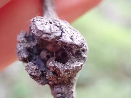 iNaturalist observation photo of Oak Gall Wasps