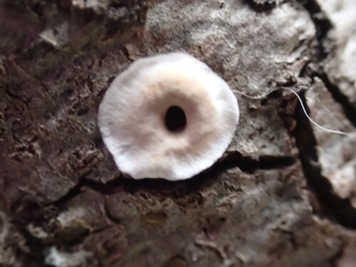 iNaturalist observation photo of Netted Crust