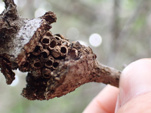 iNaturalist observation photo of Split Twig Gall Wasp