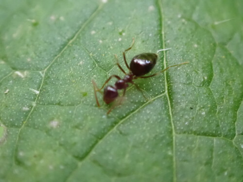 iNaturalist observation photo of American Winter Ant
