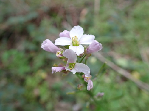 iNaturalist observation photo of milkmaids