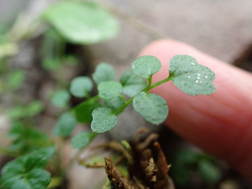 iNaturalist observation photo of little western bittercress