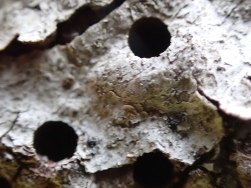 iNaturalist observation photo of life