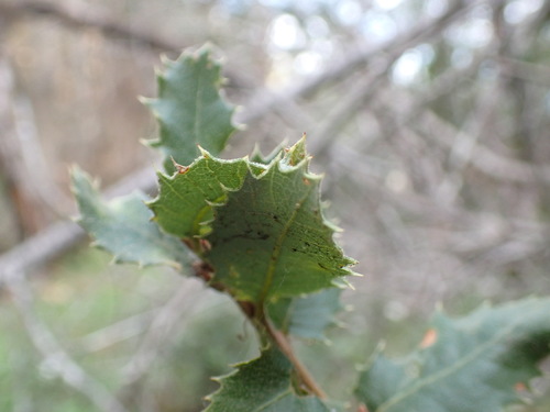 iNaturalist observation photo of canyon live oak