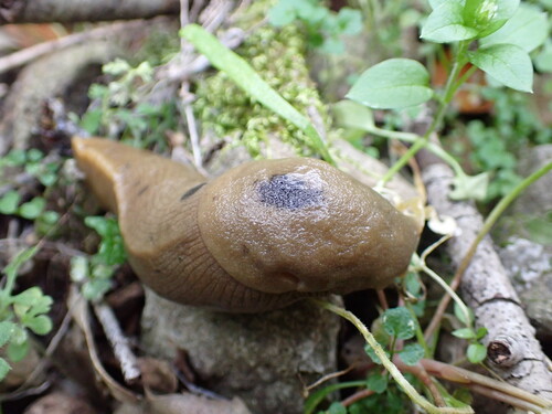 iNaturalist observation photo of Button's Banana Slug