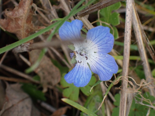 iNaturalist observation photo of Menzies' baby blue eyes