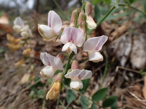 iNaturalist observation photo of Pacific pea