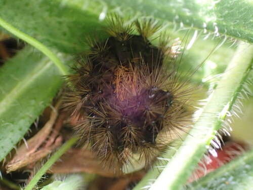 iNaturalist observation photo of Silver-spotted Tiger Moth
