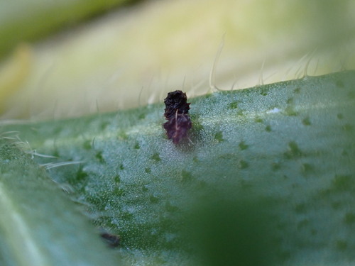 iNaturalist observation photo of Insects