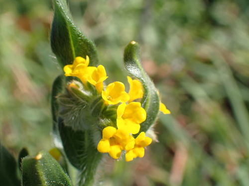 iNaturalist observation photo of Common Fiddleneck