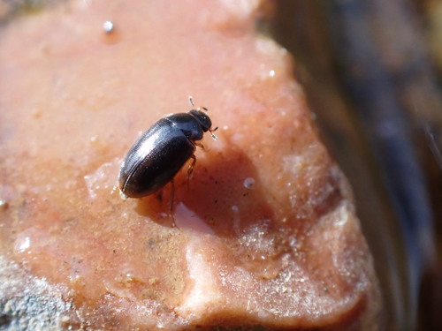 iNaturalist observation photo of Anacaenini