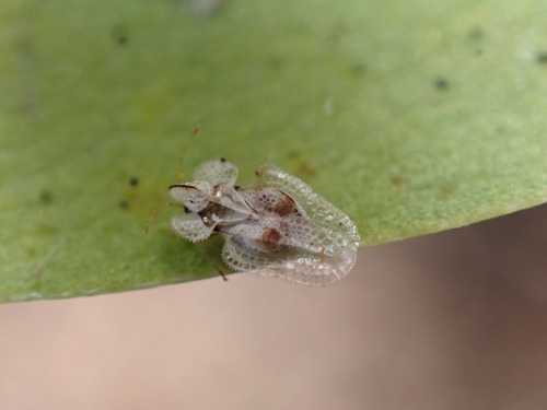 iNaturalist observation photo of Western Sycamore Lace Bug