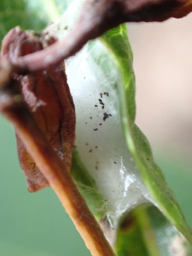 iNaturalist observation photo of Insects