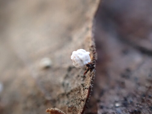 iNaturalist observation photo of Fungi Including Lichens