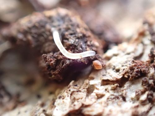 iNaturalist observation photo of Potworms