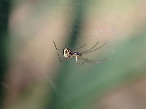 iNaturalist observation photo of Sierra Dome Spider