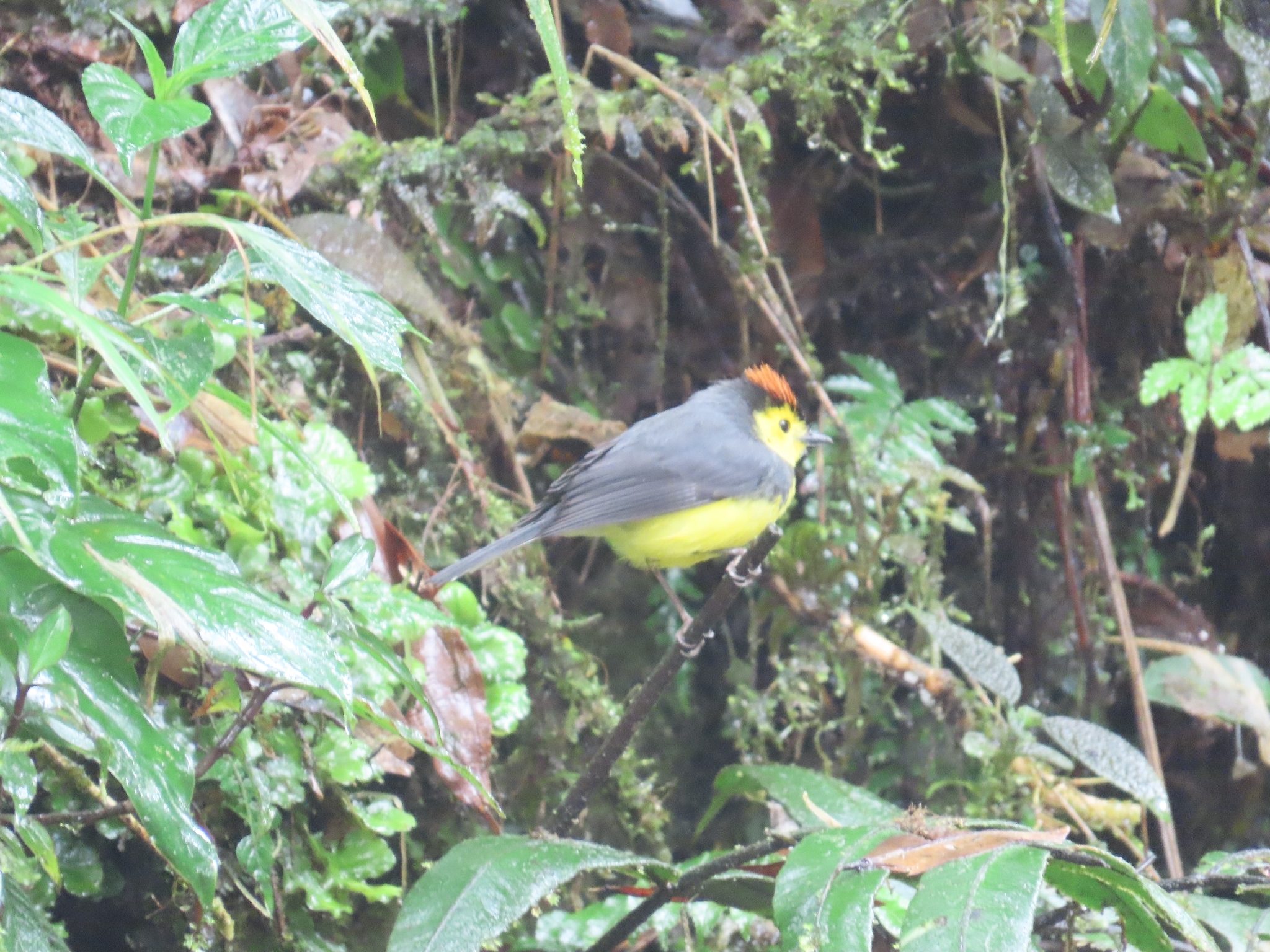 Collared Whitestart (Myioborus torquatus), photo 5