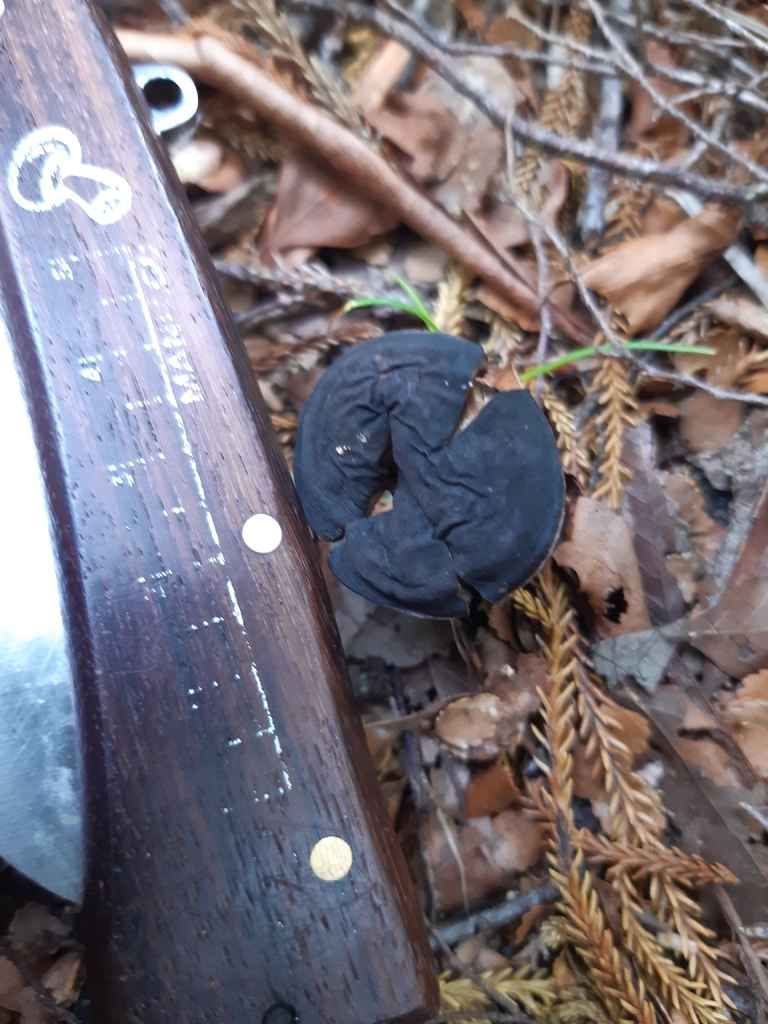 Tylopilus formosus · February 2026 · photo: © georgecox (iNaturalist, cc0)